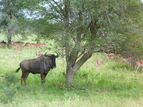 Yes I am a wildebeest just hanging out with some Impala