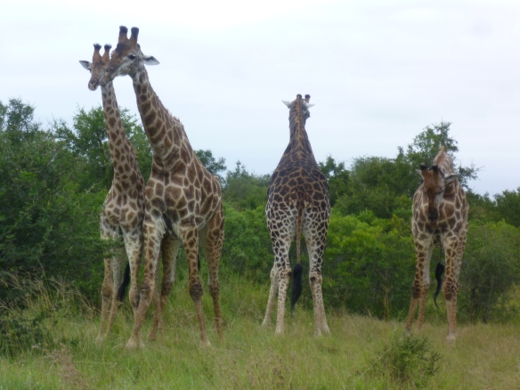 We came across these four giraffes and they were just beautiful to watch, two were playing with each other swinging their necks around - amazing to just sit and watch