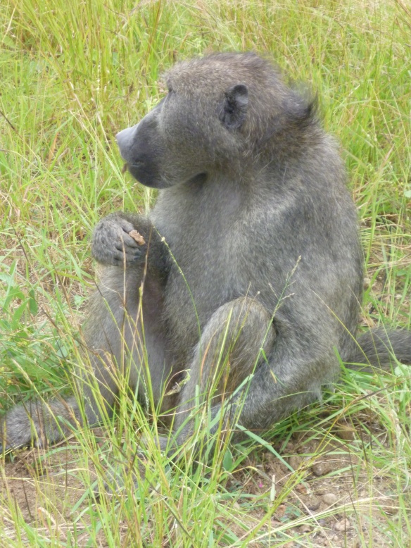 They may not be the prettiest of animals but baboons are just brilliant to watch, they are so social.