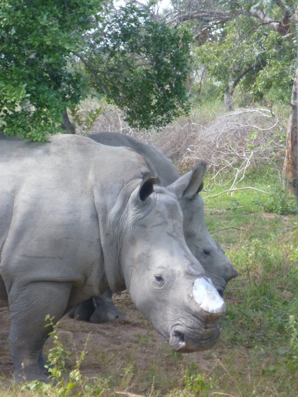 the saddest thing, rhino's poached for their horn!