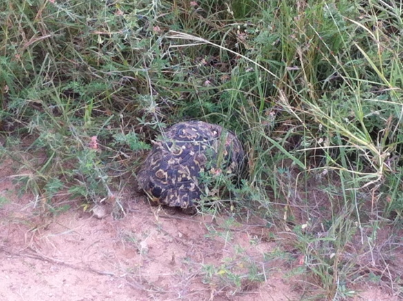 spotting the little five as well as the big, a leopard tortoise