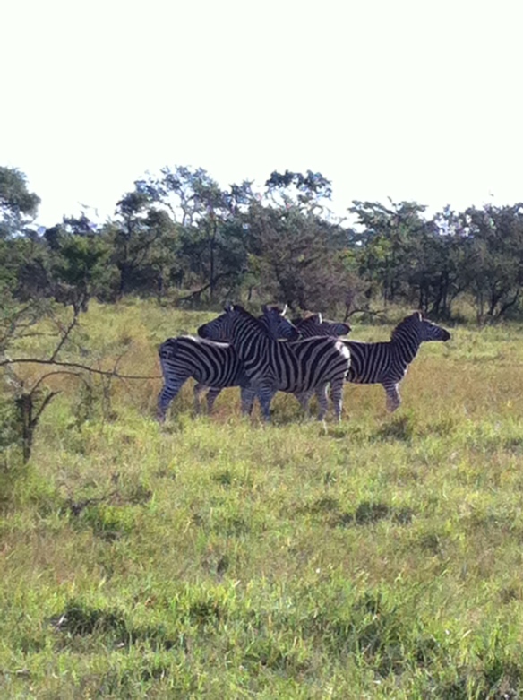 Yes more zebra but they are so fun!