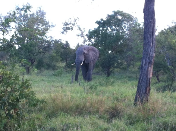 My king of the jungle, the elephant - I never get bored of seeing them in the wild
